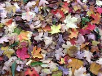 Autumn Leaves Fallen leaves at the Morton Arboretum, Illinois
