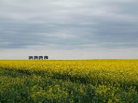 Canadian Canola Photo of a Canola field and four silos on the way to Drumheller in Calgary.