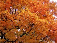 Orange Fall colours at the Morton Arboretum, Illinois